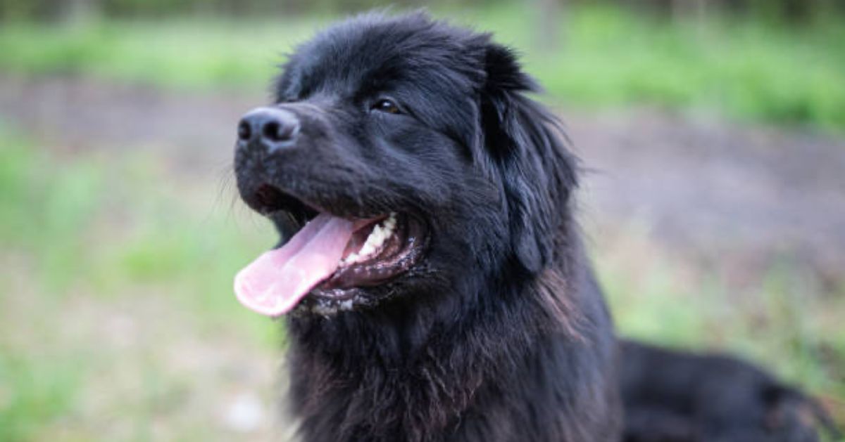 Terre-Neuve : 5 annonces actuellement à vendre ou à adopter sur Pet